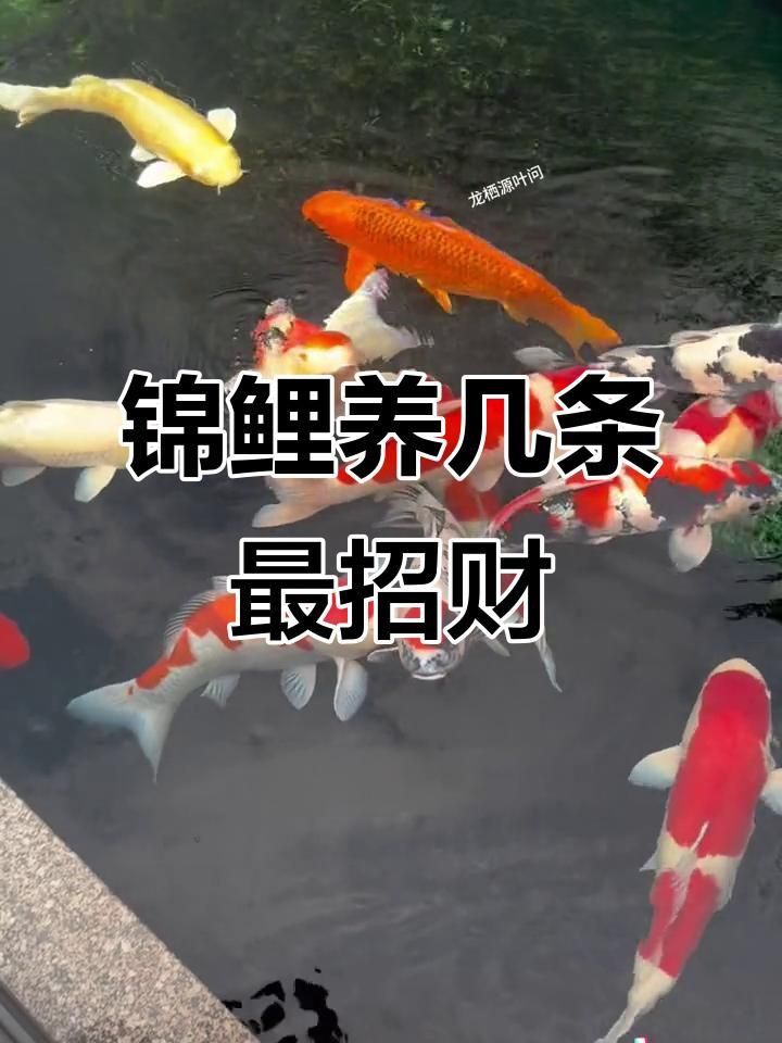 錦鯉養(yǎng)5條好還是7條好