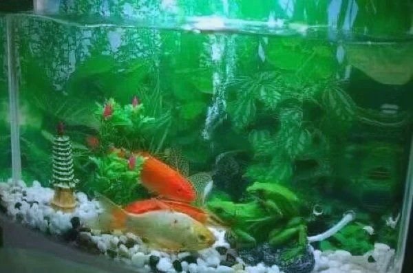 錦鯉養(yǎng)5條好還是7條好