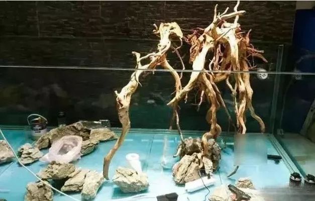 龍魚缸改水陸缸好嗎：將龍魚缸改成水陸缸可行嗎
