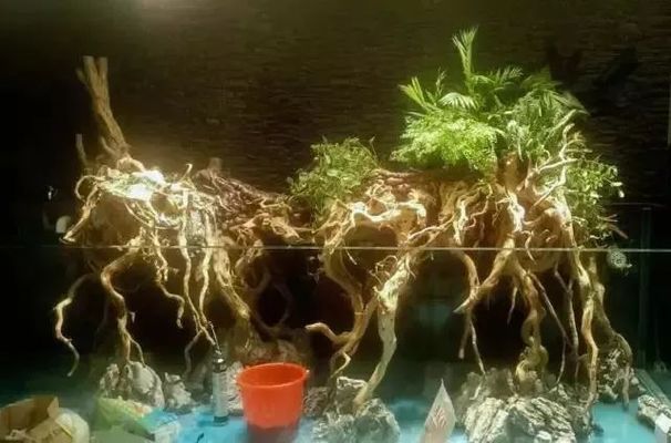 龍魚缸改水陸缸好嗎：將龍魚缸改成水陸缸可行嗎