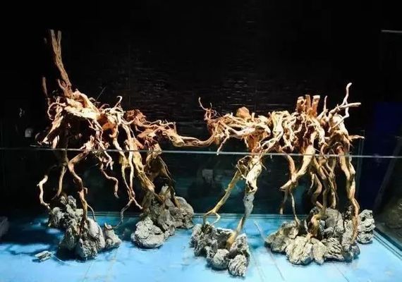 龍魚缸改水陸缸好嗎：將龍魚缸改成水陸缸可行嗎