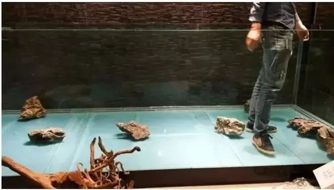 龍魚缸改水陸缸好嗎：將龍魚缸改成水陸缸可行嗎