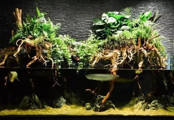龍魚缸改水陸缸好嗎：將龍魚缸改成水陸缸可行嗎