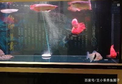 紅龍魚混養最佳搭配方法（紅龍魚混養最佳搭配方法以及注意事項）