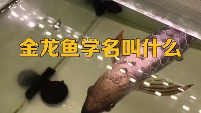 龍魚又叫什么魚 龍魚又叫什么魚 龍魚百科 第1張
