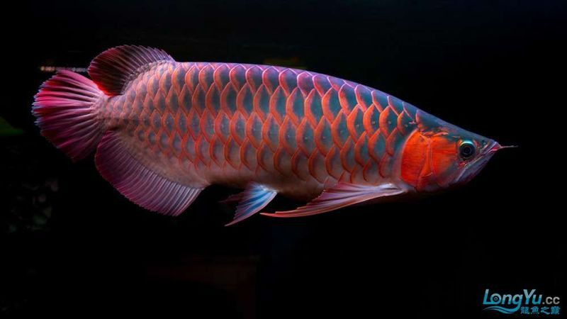 透缸適合哪些品種的龍魚？