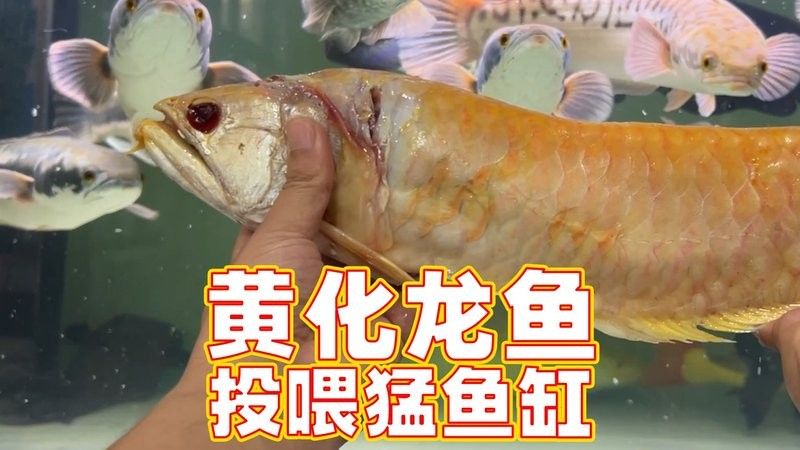 銀龍魚的視頻對多一點(diǎn)的才能行呢