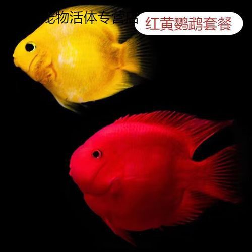 紅色銀龍魚圖片大全