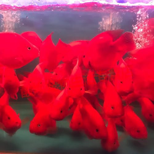 紅色銀龍魚圖片大全