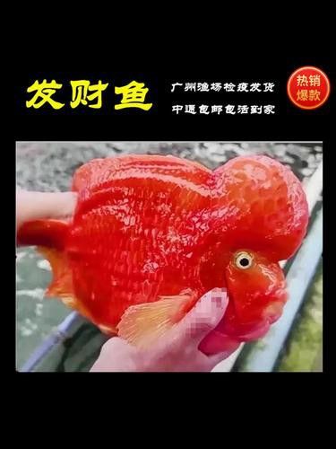 紅色銀龍魚圖片大全