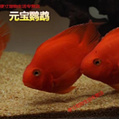 紅色銀龍魚圖片大全