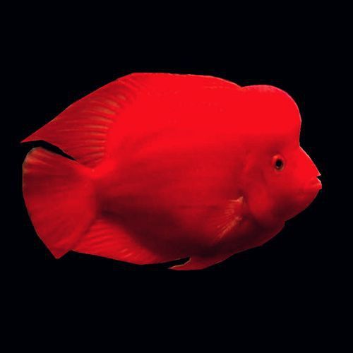 紅色銀龍魚圖片大全