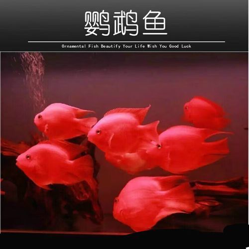 紅色銀龍魚圖片大全