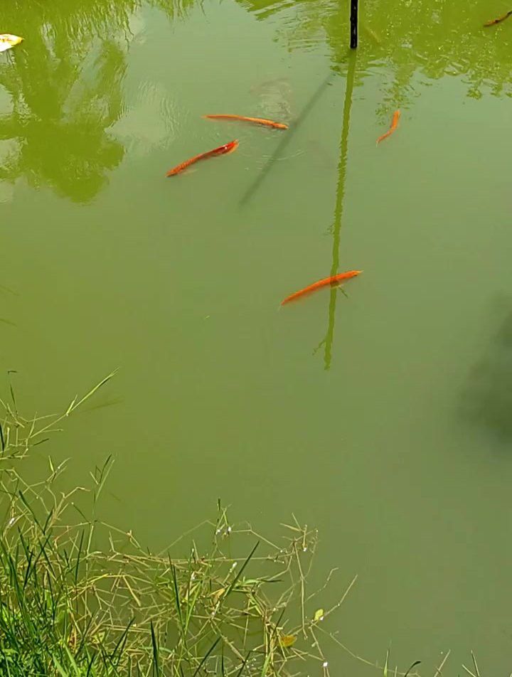 紅色銀龍魚圖片大全