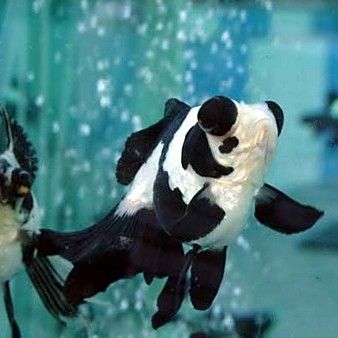 龍睛魚需要多大的養殖空間？