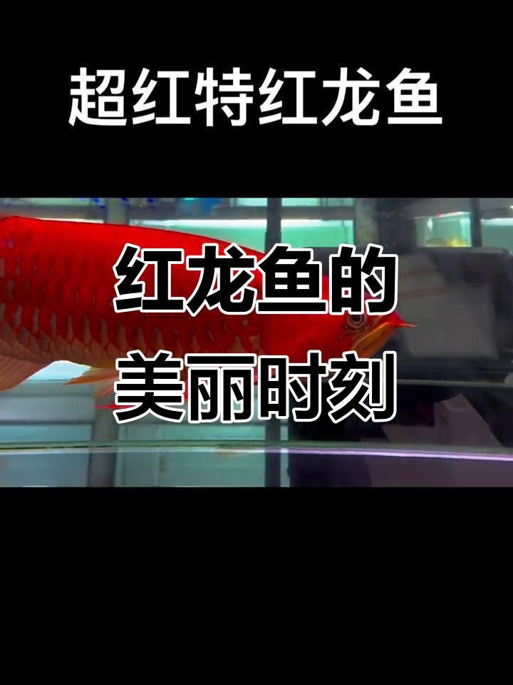 有哪些高清的紅龍魚壁紙？