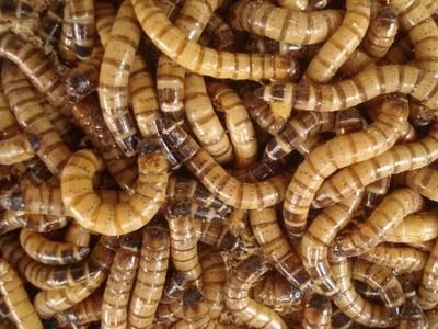 龍魚(yú)吃蟑螂好嗎？：蟑螂可以喂給龍魚(yú)嗎？ 龍魚(yú)吃蟑螂好嗎？：蟑螂可以喂給龍魚(yú)嗎？ 龍魚(yú)百科 第1張
