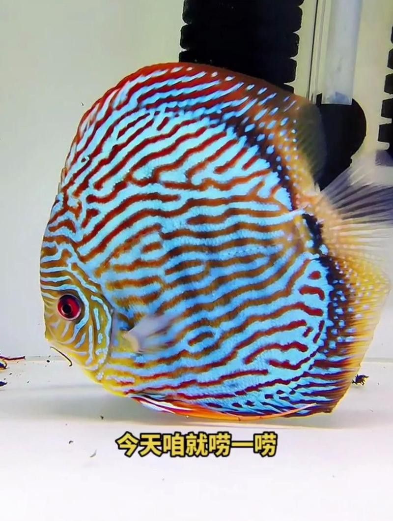 七彩雷龍魚多大開始發色？