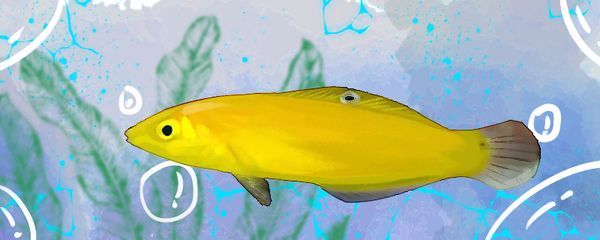 黃龍魚和什么魚一起養:黃龍魚可以與什么魚混養 龍魚百科 第1張 黃龍魚和什么魚一起養:黃龍魚可以與什么魚混養 黃龍魚和什么魚一起養:黃龍魚可以與什么魚混養 龍魚百科 第1張