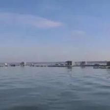 黃龍魚和什么魚一起養：黃龍魚可以與什么魚混養 黃龍魚和什么魚一起養：黃龍魚可以與什么魚混養 龍魚百科 第3張