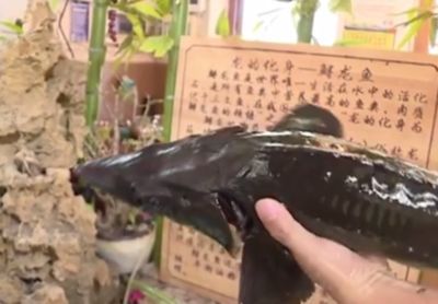 龍魚的藥用價值和功效與作用：龍魚的藥用價值與功效與作用