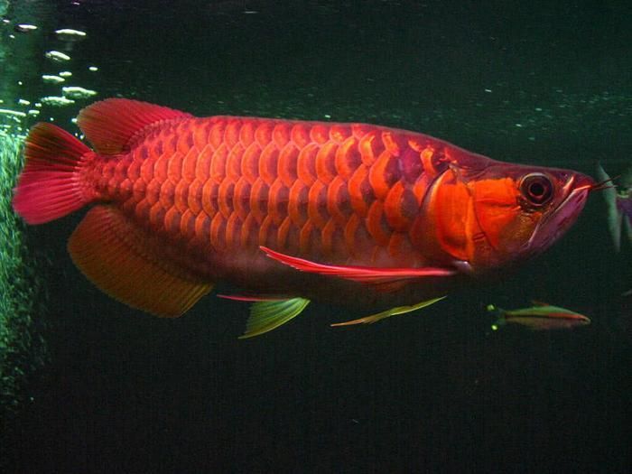 紅龍魚值錢嗎（世界上最貴的紅龍魚是什么魚？）