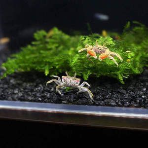 六角恐龍魚一起養(yǎng)，六角恐龍魚可以與什么魚混養(yǎng)