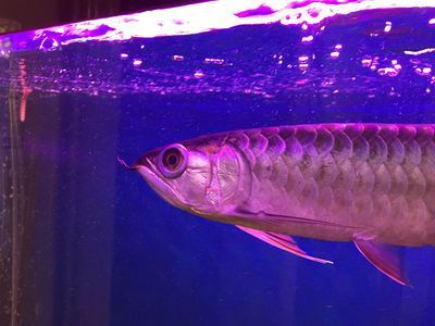 金龍魚身上起泡怎么回事：金龍魚身上起泡可能是多種因素引起的，金龍魚身上起泡怎么回事