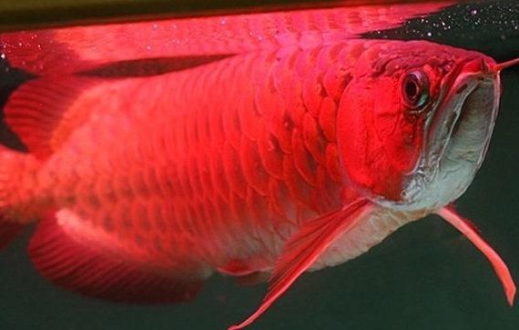 紅龍魚哪個品種最好（maigoo網站評選十大最漂亮的紅龍魚品種）