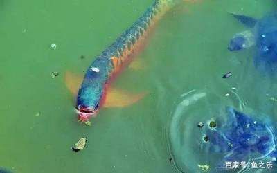 中國龍魚排名前10名
