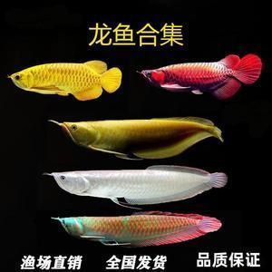 紅龍魚怎么養好看又漂亮的（紅龍魚怎么養好看又漂亮的視頻）