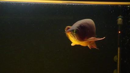 龍魚眼睛起白膜,突出,用什么藥好使：龍魚眼睛起白膜、突出怎么辦？