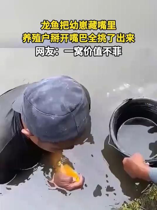 金龍魚幼崽哪個品種最貴？