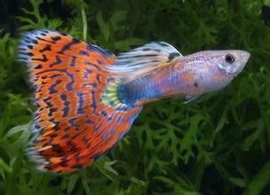 孔雀龍魚繁殖飼料多樣化實踐：孔雀龍魚的繁殖飼料多樣化實踐