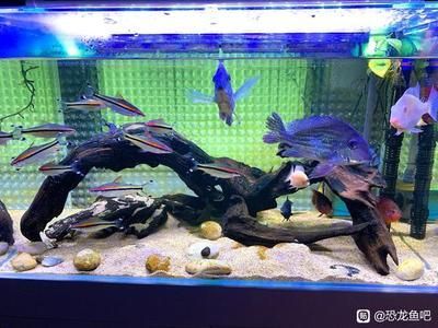 恐龍魚吧，恐龍魚吧中常見的討論話題