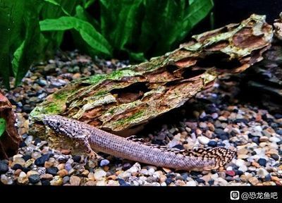 恐龍魚吧，恐龍魚吧中常見的討論話題