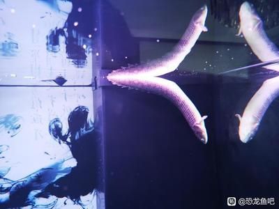 恐龍魚吧，恐龍魚吧中常見的討論話題
