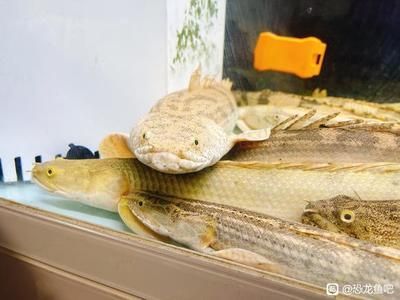恐龍魚吧，恐龍魚吧中常見的討論話題