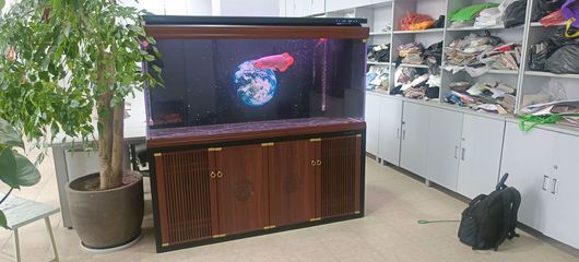龍魚魚缸多久清洗一次好：龍魚魚缸清洗頻率