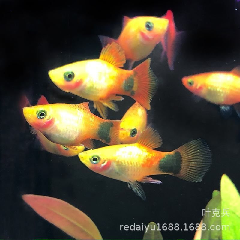 牡丹魚三色最經典三個顏色