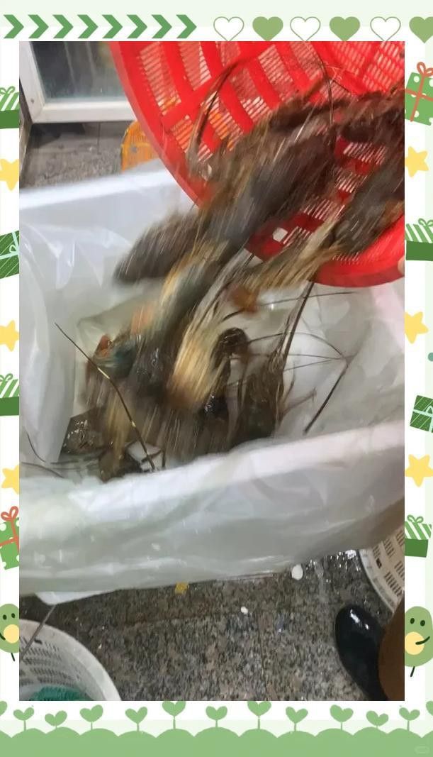 如何區分波士頓龍蝦和小青龍？