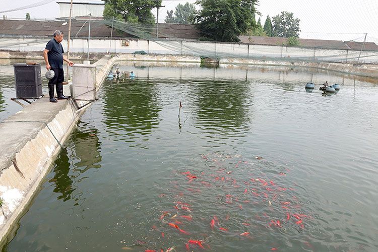 祥龍魚場觀賞魚怎么養的圖片（祥龍魚場養殖的基本知識和技巧，養殖觀賞魚的基本要點）