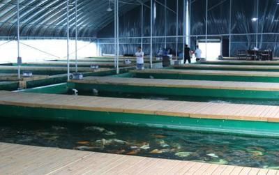 祥龍魚場觀賞魚怎么養的圖片（祥龍魚場養殖的基本知識和技巧，養殖觀賞魚的基本要點）