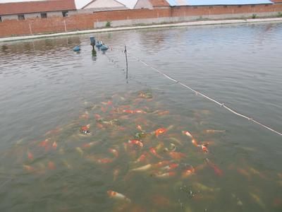 祥龍魚場觀賞魚怎么養的圖片（祥龍魚場養殖的基本知識和技巧，養殖觀賞魚的基本要點）
