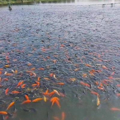 祥龍魚場觀賞魚怎么養的圖片（祥龍魚場養殖的基本知識和技巧，養殖觀賞魚的基本要點）