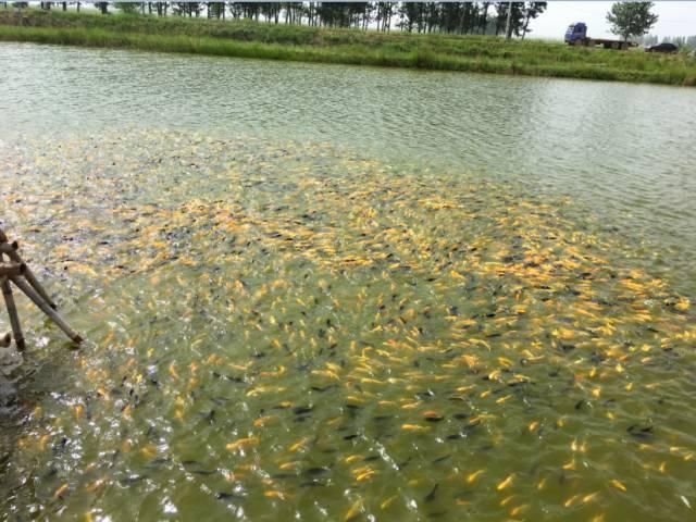 祥龍魚場觀賞魚怎么養的圖片（祥龍魚場養殖的基本知識和技巧，養殖觀賞魚的基本要點）