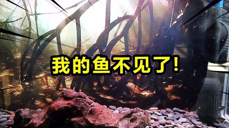 雷龍魚(yú)不見(jiàn)了 雷龍魚(yú)不見(jiàn)了 龍魚(yú)百科 第1張