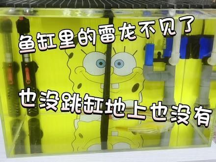 雷龍魚(yú)不見(jiàn)了 雷龍魚(yú)不見(jiàn)了 龍魚(yú)百科 第6張