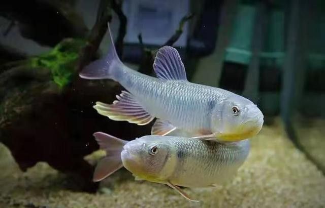 雷龍魚(yú)不見(jiàn)了 雷龍魚(yú)不見(jiàn)了 龍魚(yú)百科 第2張