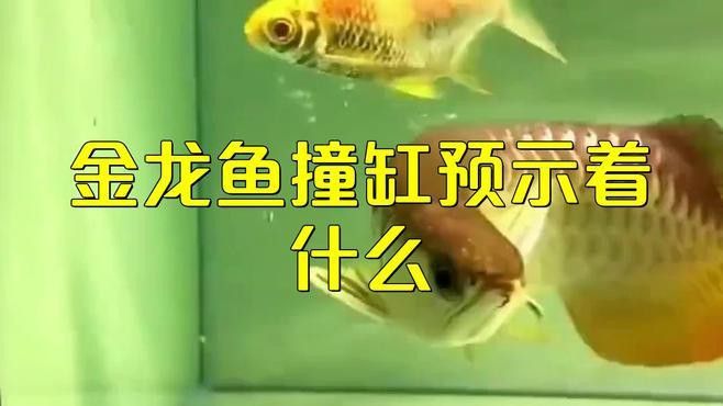 金龍魚晚上撞缸怎么回事兒